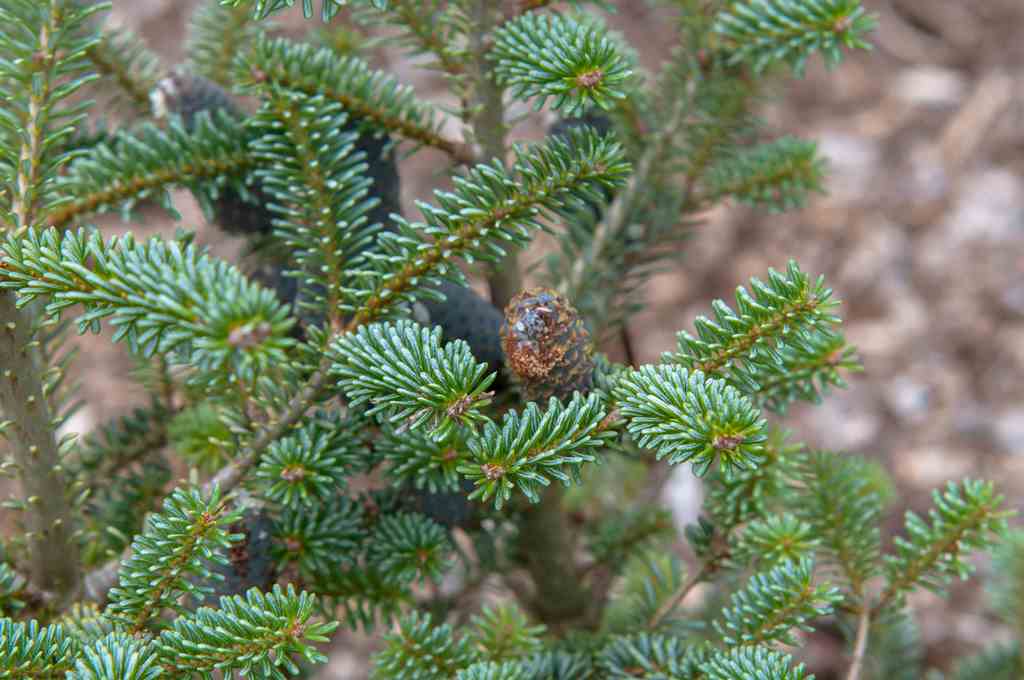 Korean Fir Planting and Caring