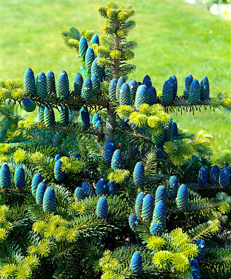 Korean Fir Planting and Caring