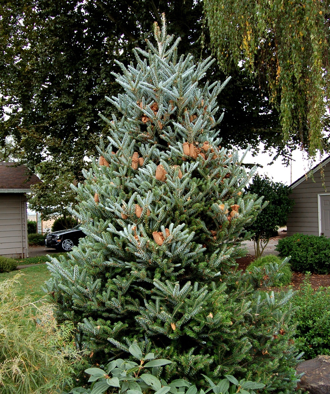 Korean Fir Planting and Caring