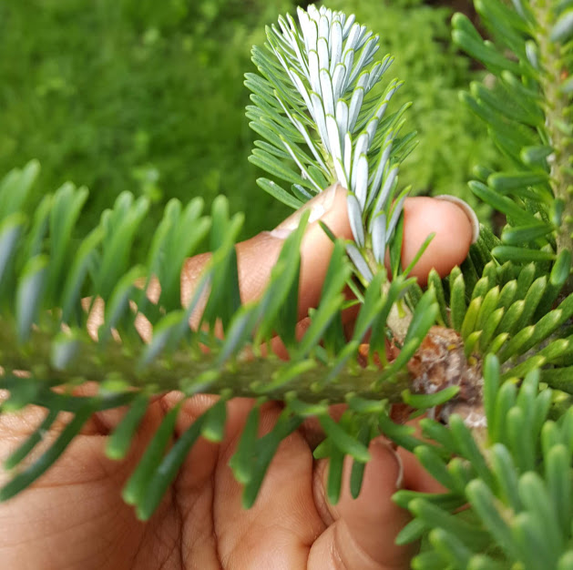 Korean Fir Planting and Caring