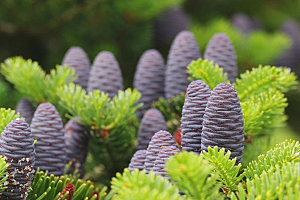 Korean Fir Planting and Caring