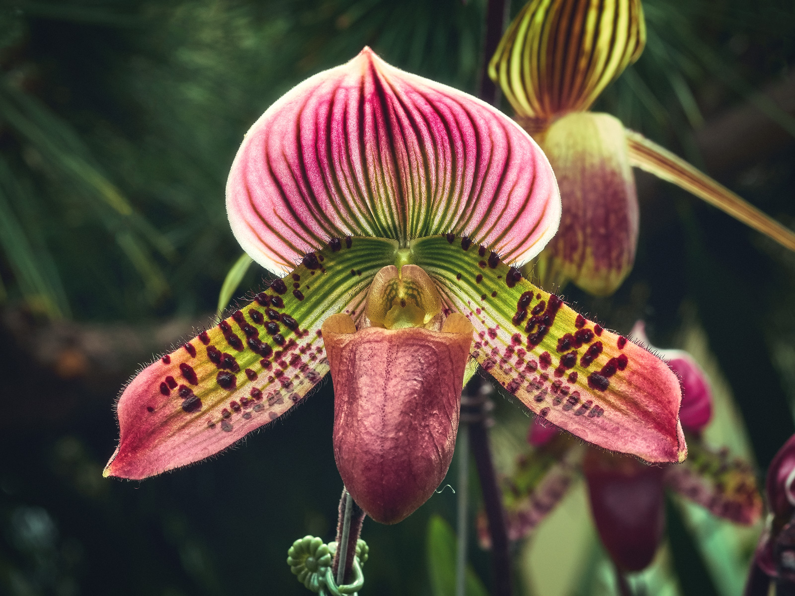 Types of Orchids