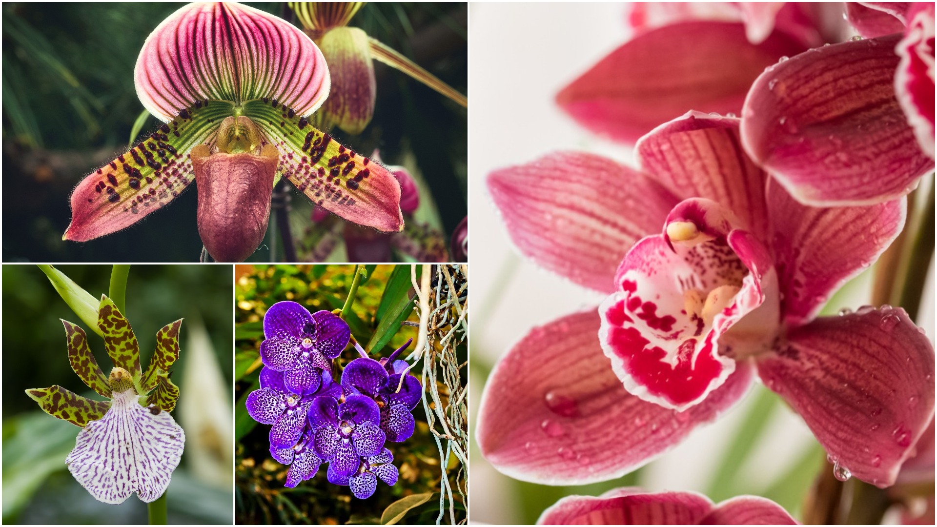 Types of Orchids