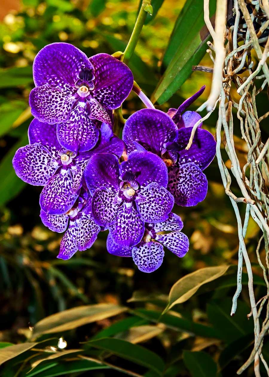 Types of Orchids