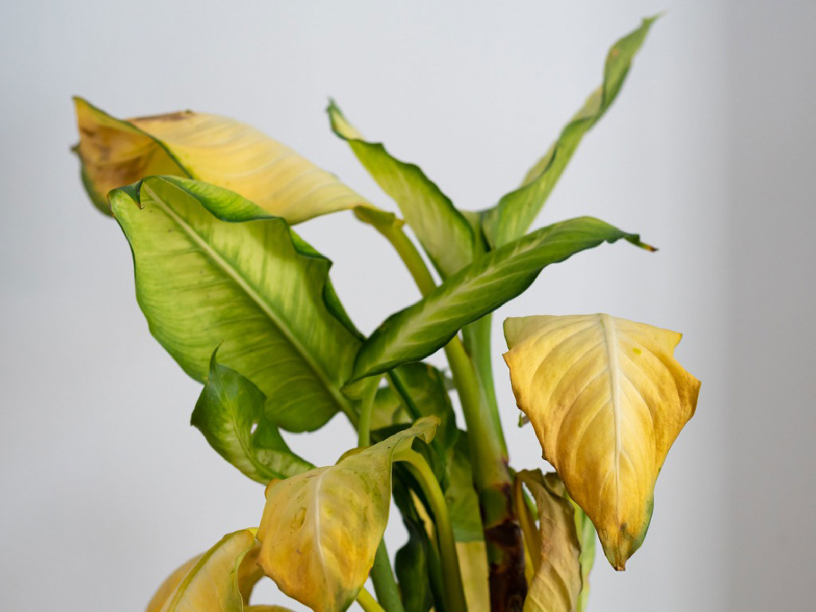 Why Plant Leaves Turn Yellow and How to Fix Them