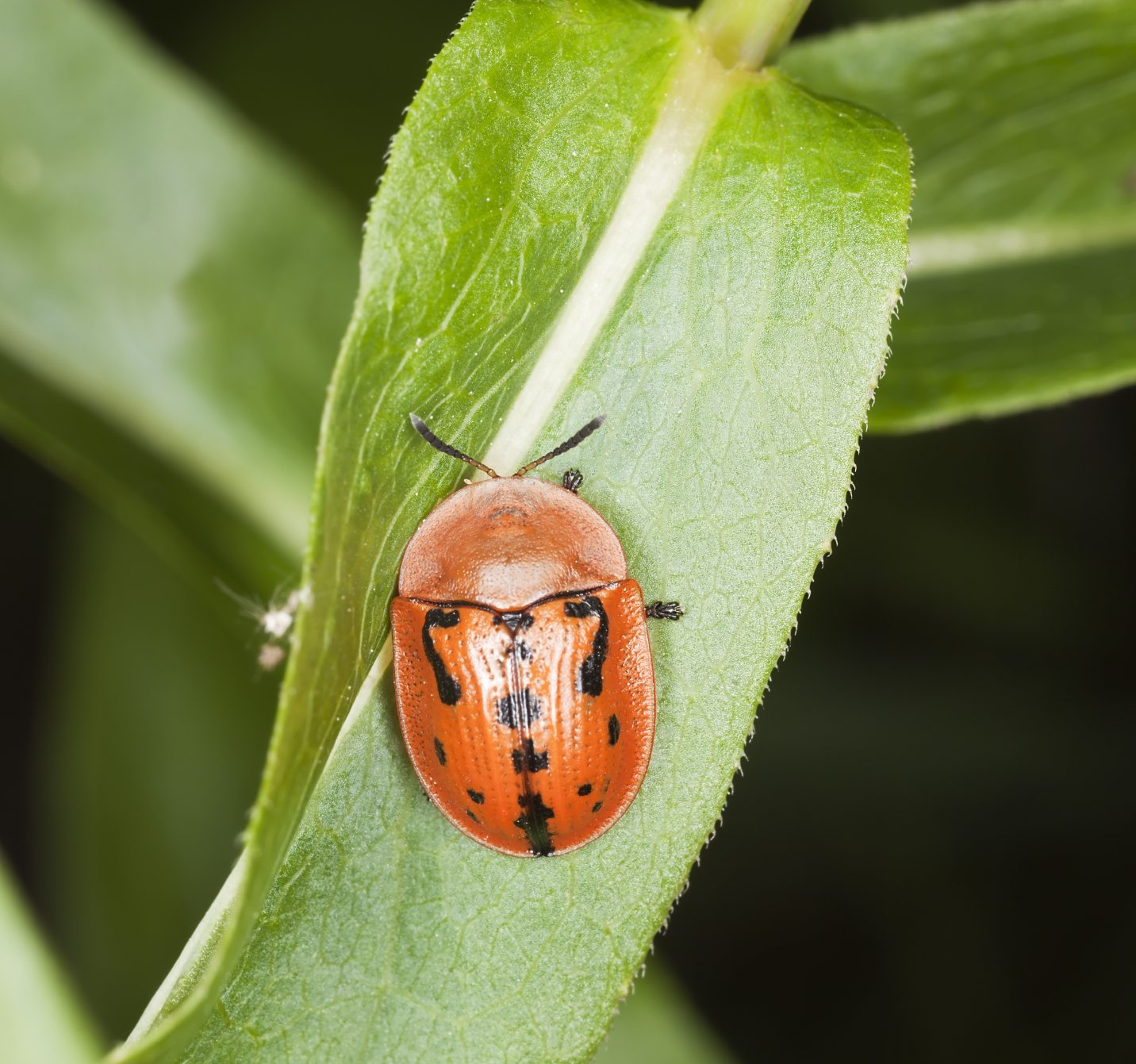 Why Plant Leaves Turn Yellow and How to Fix Them