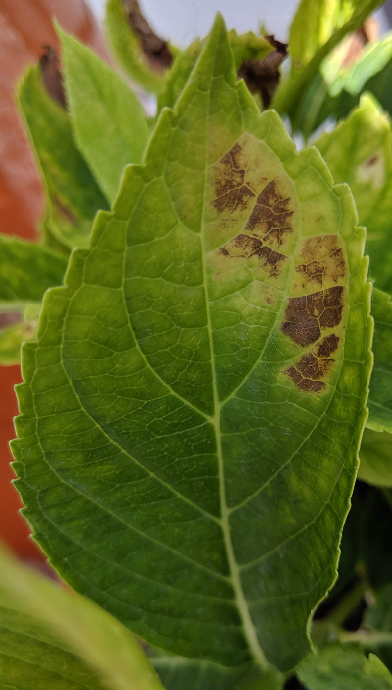 Why Plant Leaves Turn Yellow and How to Fix Them