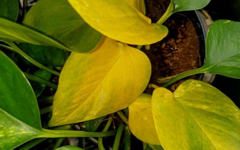Why Plant Leaves Turn Yellow and How to Fix Them