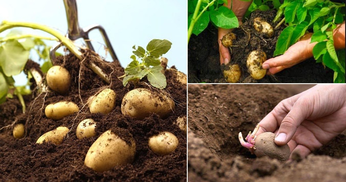 How to Grow Potatoes