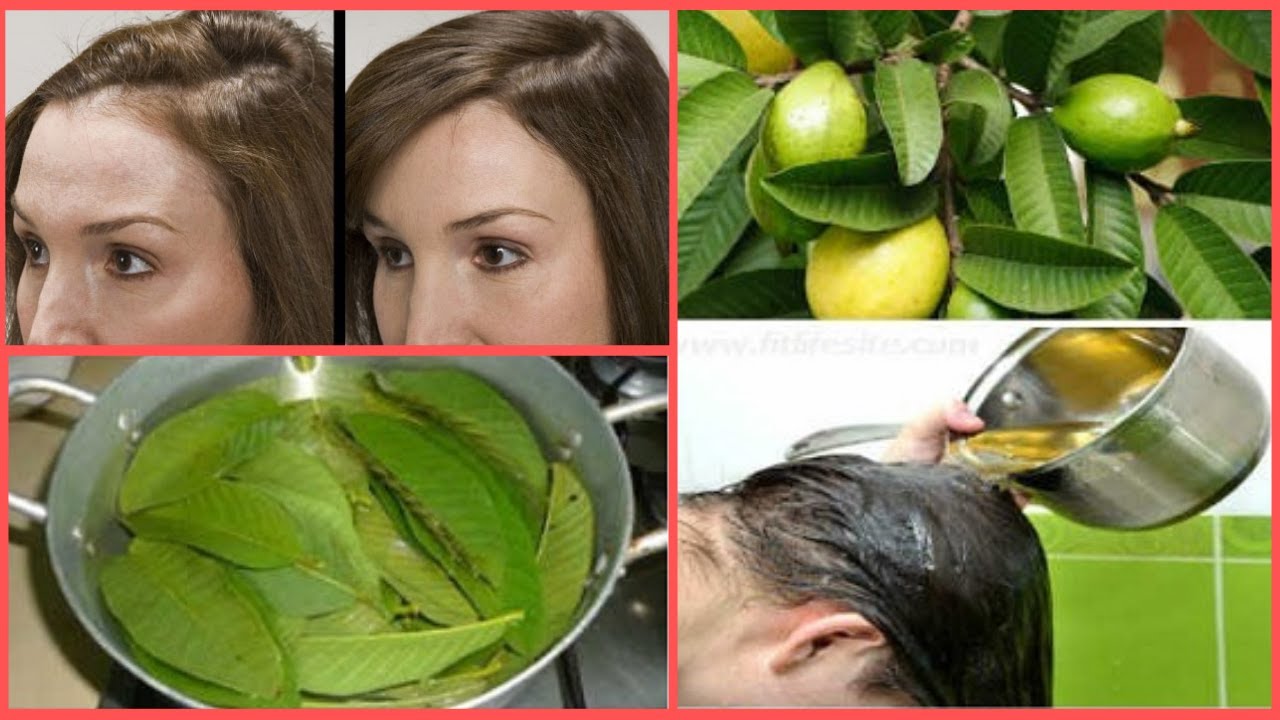 Guava Leaves for Hair Growth