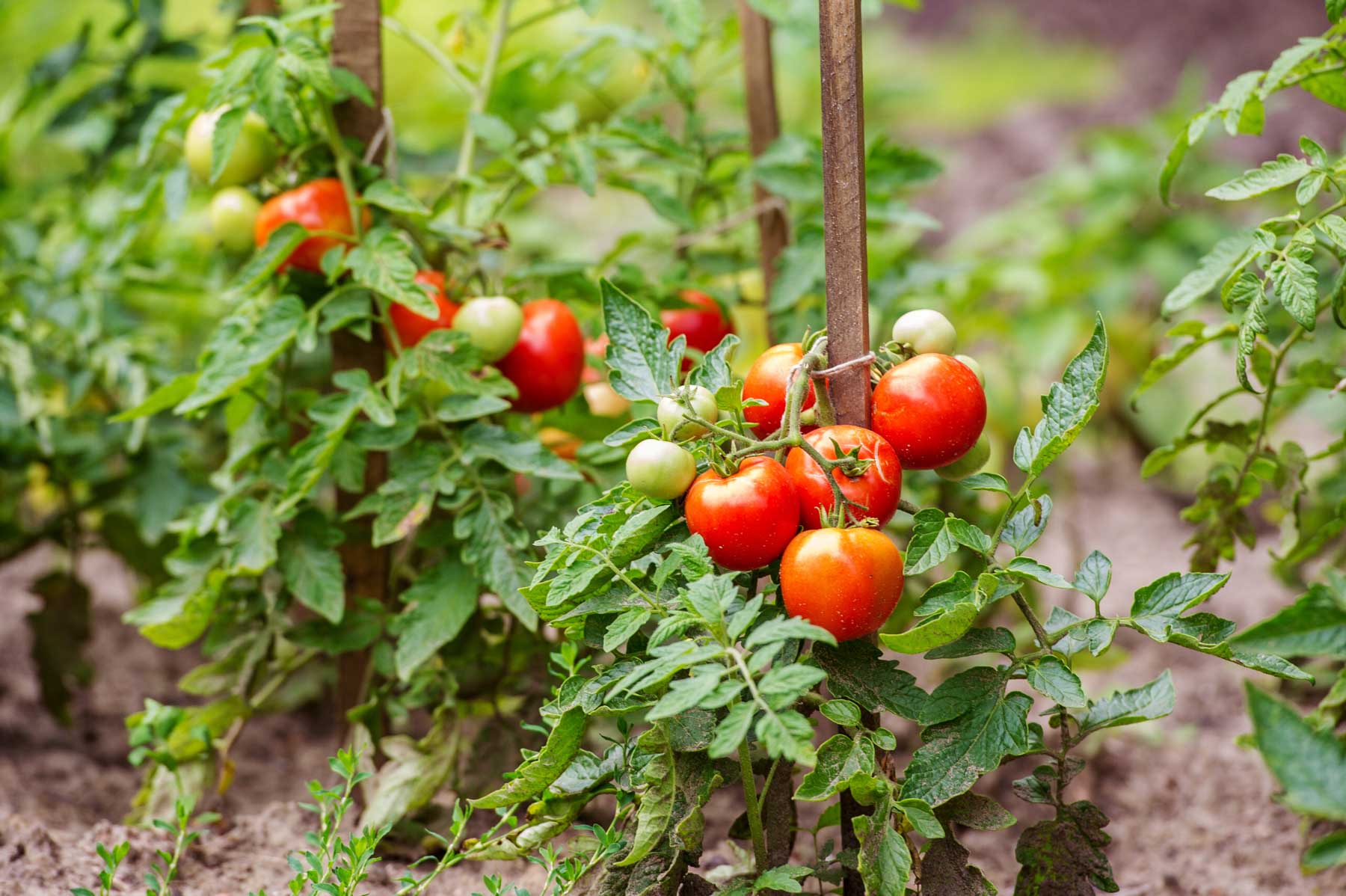 Pruning Tomatoes