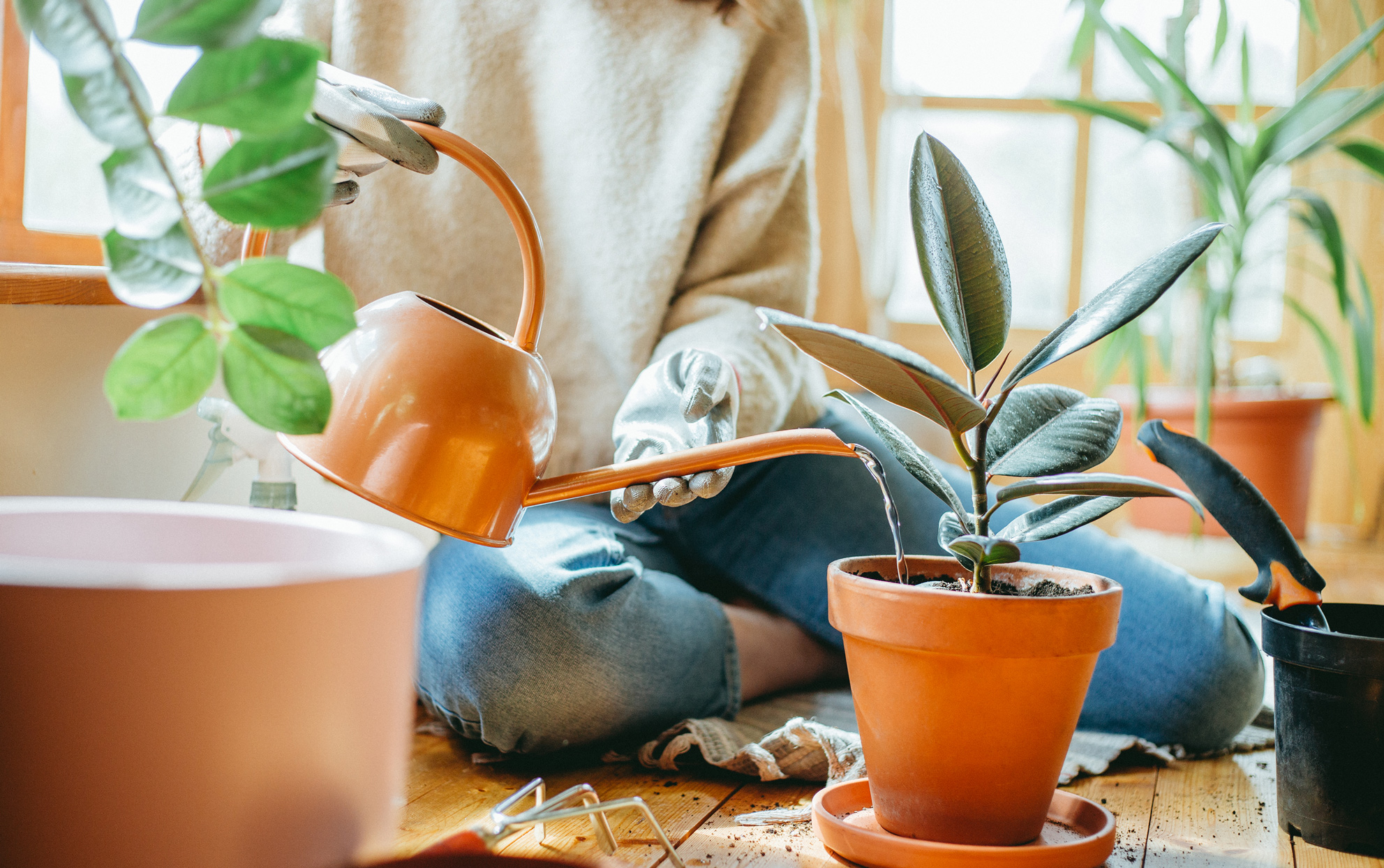 Mistakes to Avoid with Indoor Plants