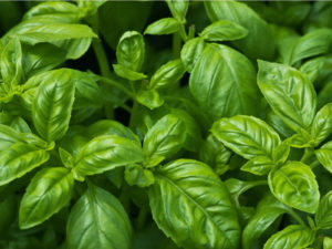 Basil: Overview, Planting, Caring, Health Benefits, Uses, and More