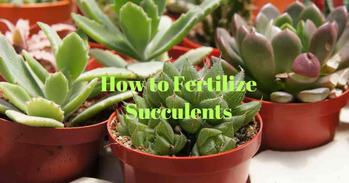 How to Fertilize Succulents