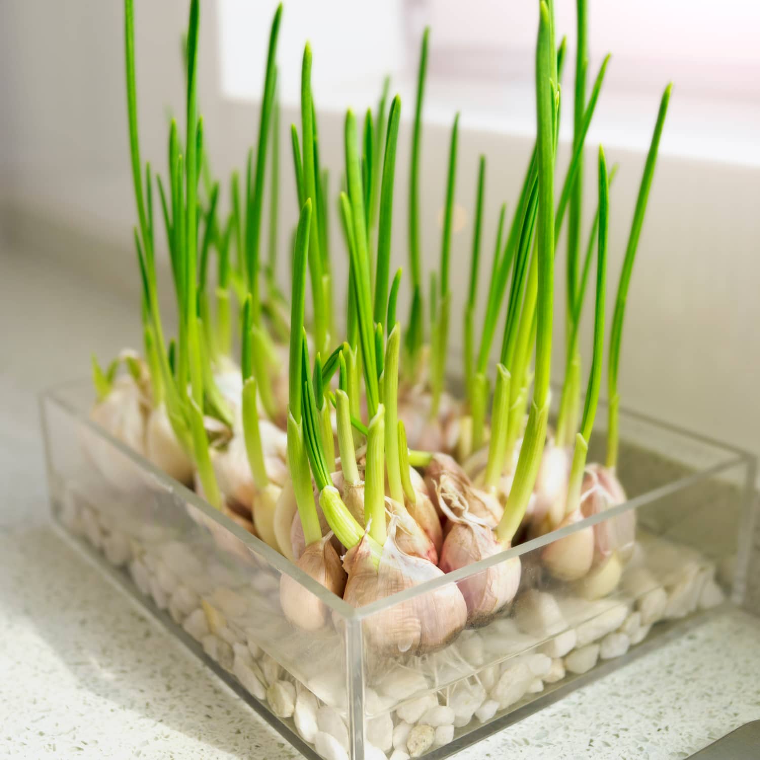 Garlic Growing Tips