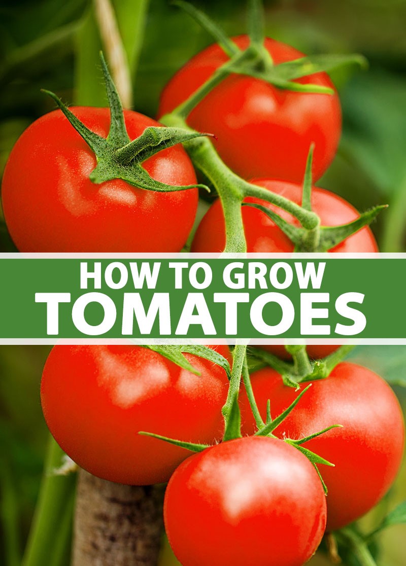 How to Grow Tomatoes in Hot Weather