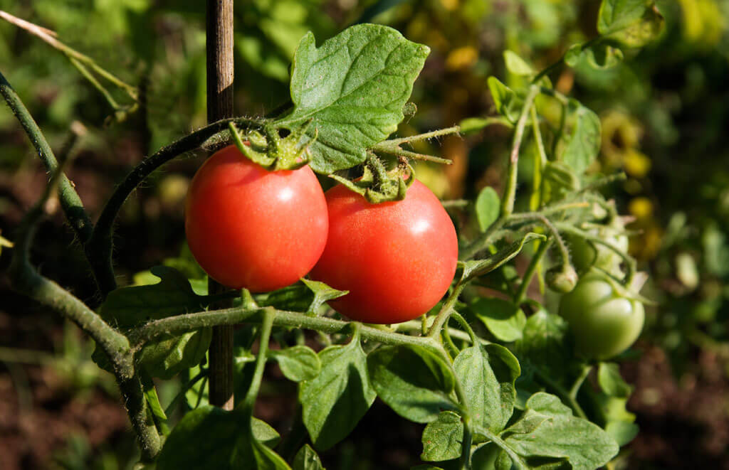 How to Grow Tomatoes in Hot Weather