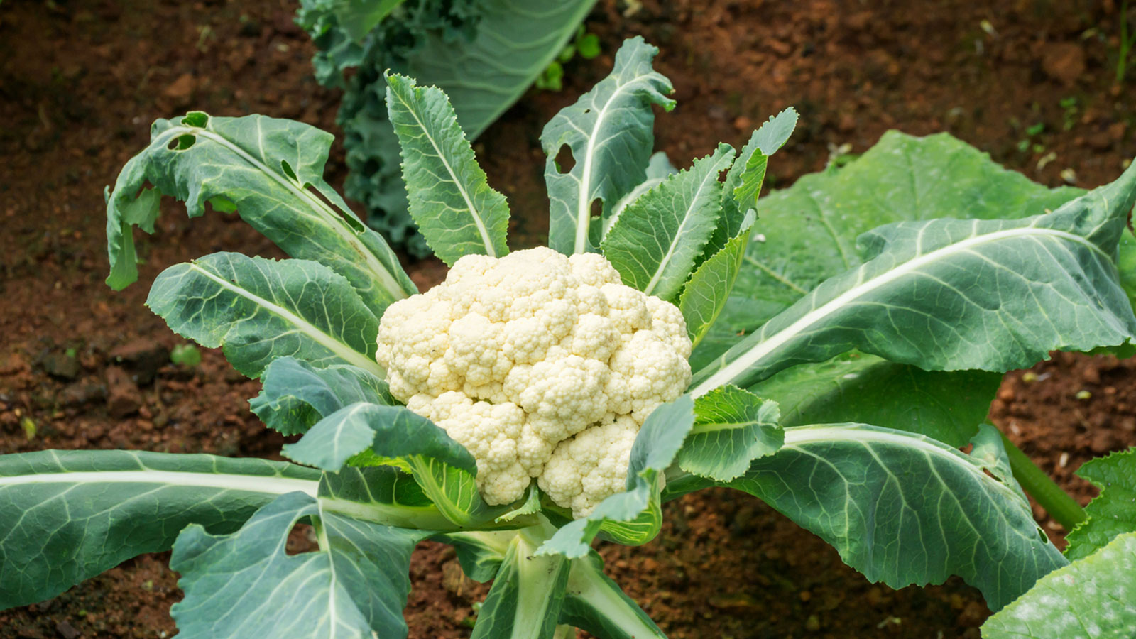 How to Plant and Grow Cauliflower at Home