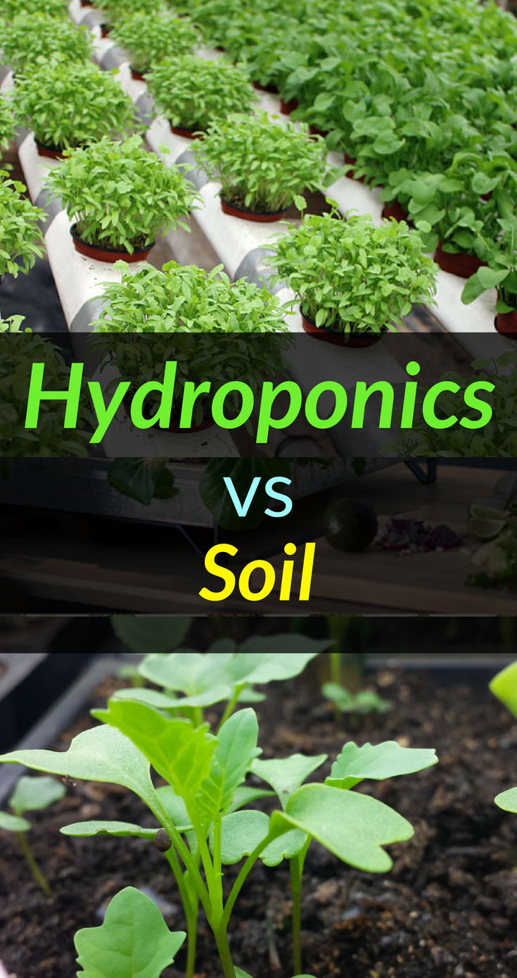 Hydroponics Vs Soil