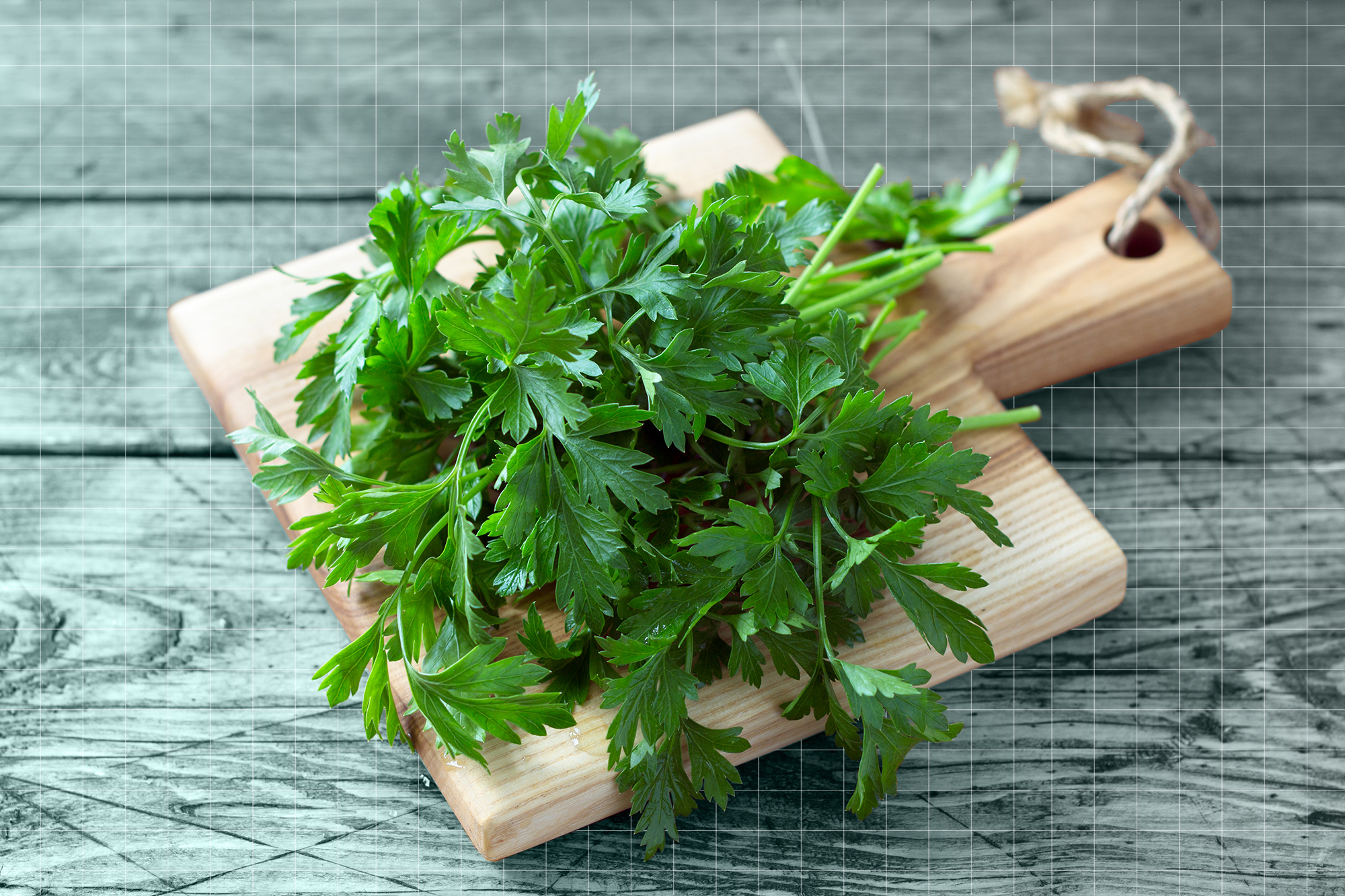 Parsley Planting, Caring, Uses