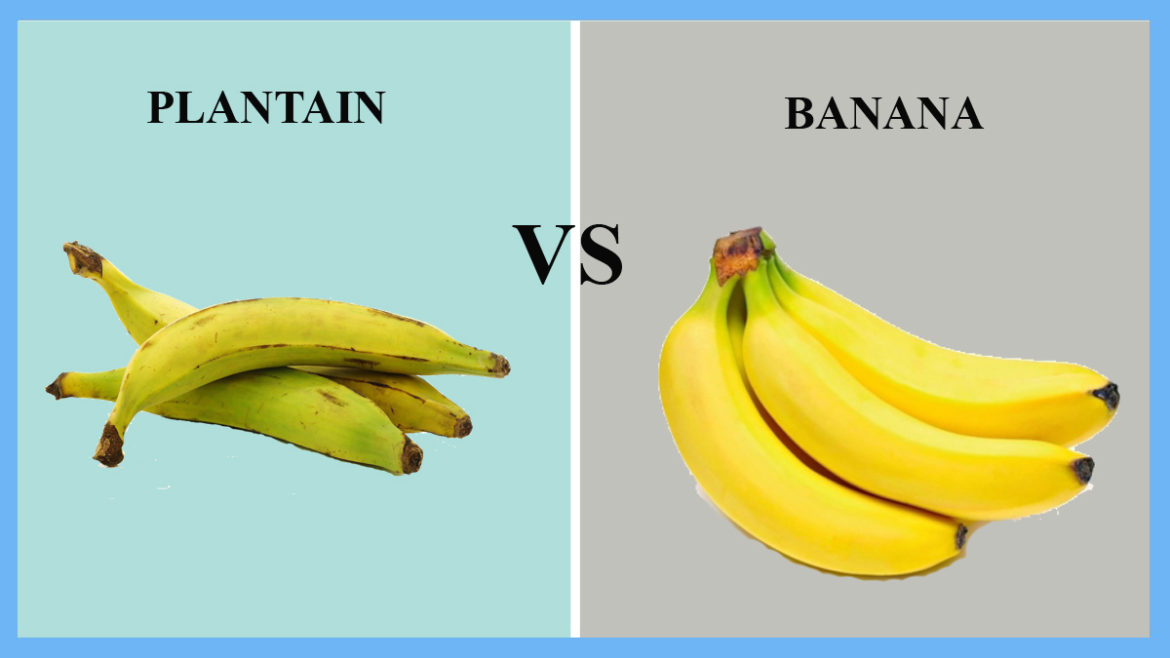 Size Of Bananas And Plantains at Hilary Perrotta blog
