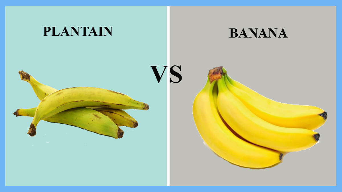 Difference Between Plantain and Banana