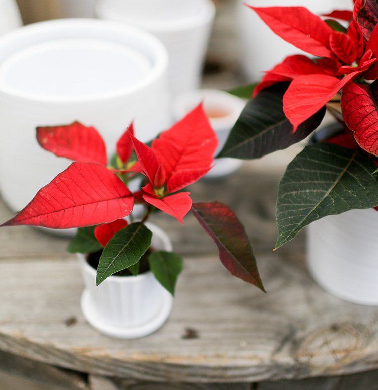How to Care for Poinsettia