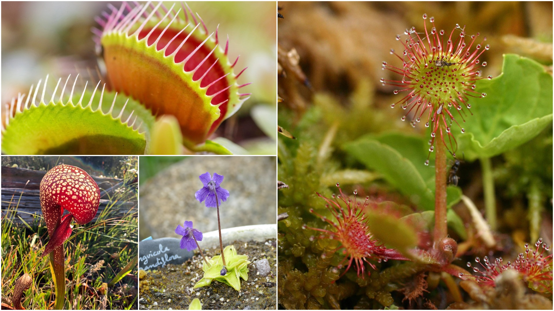 Carnivorous Plants Care & Types