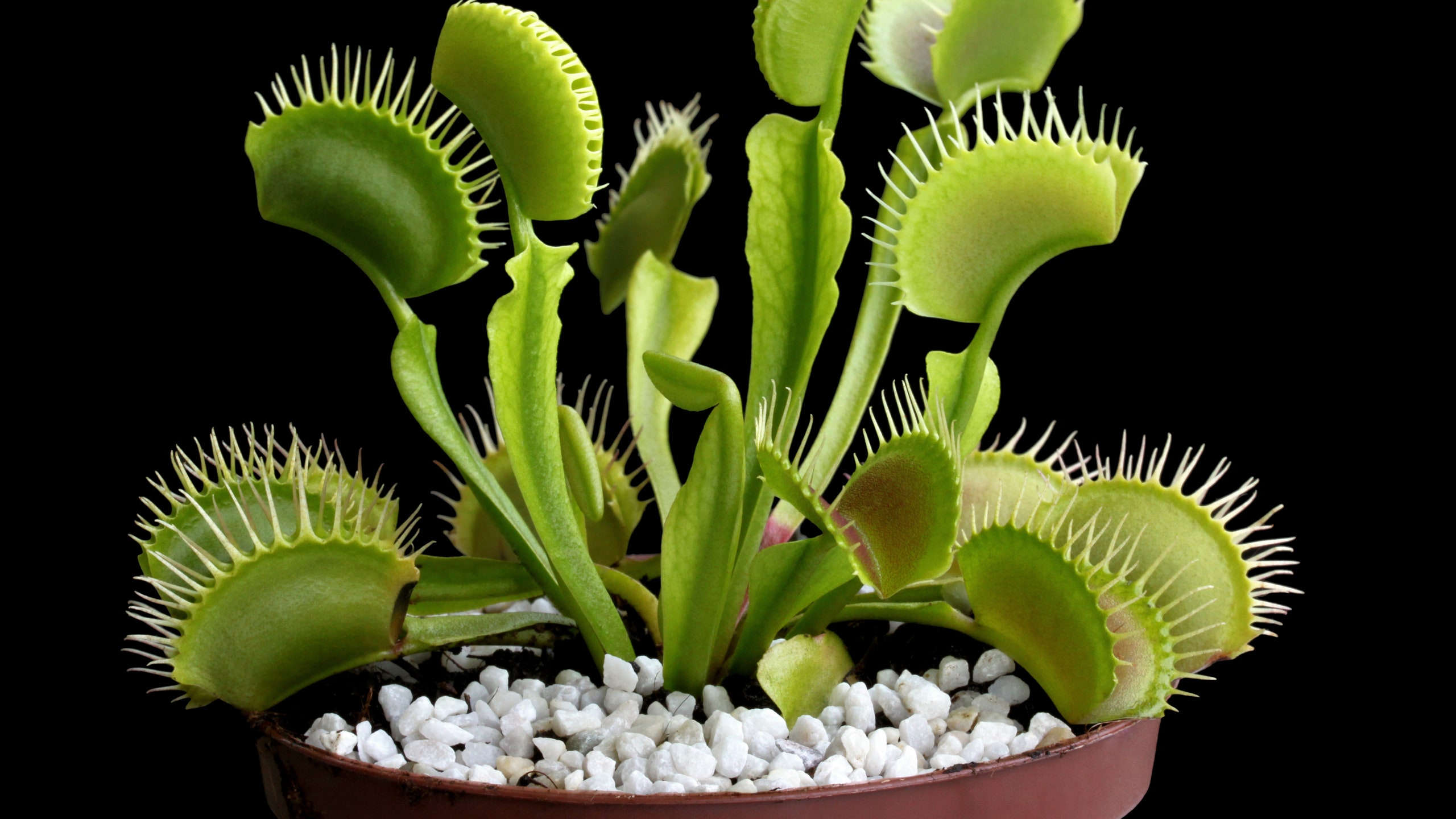 Carnivorous Plants