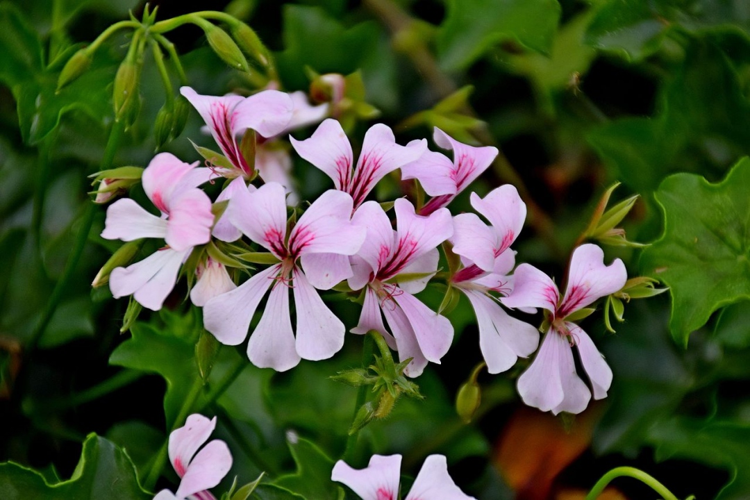 How to Plant and Grow Geranium