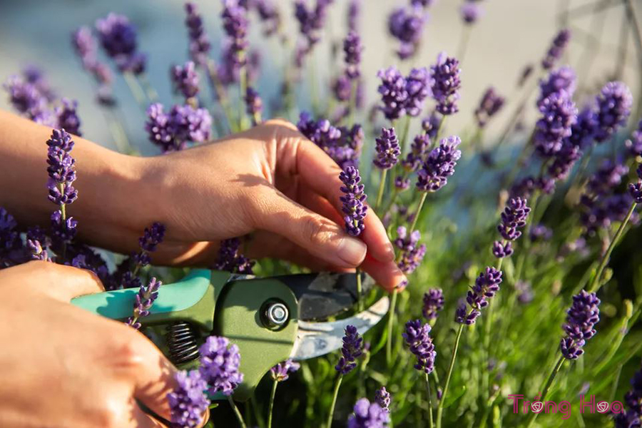 Lavender Care