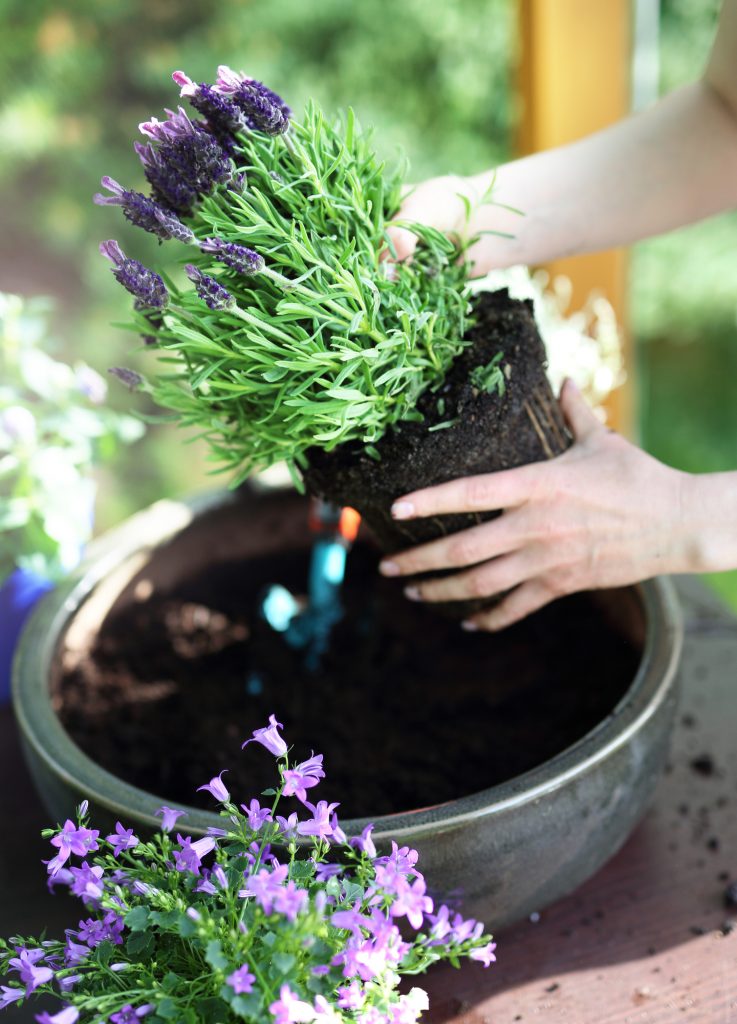 Lavender Care