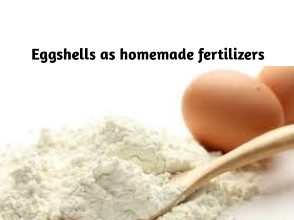 Homemade Fertilizer with Egg Shell