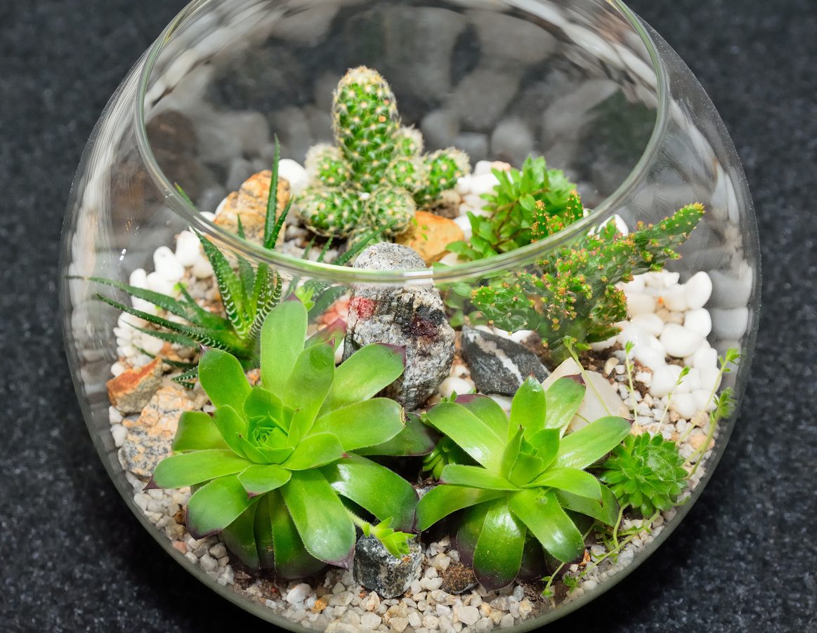 Succulent Terrarium Step by Step