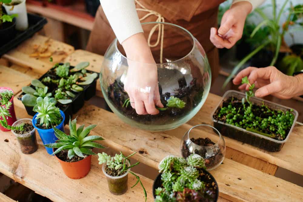 Succulent Terrarium Step by Step