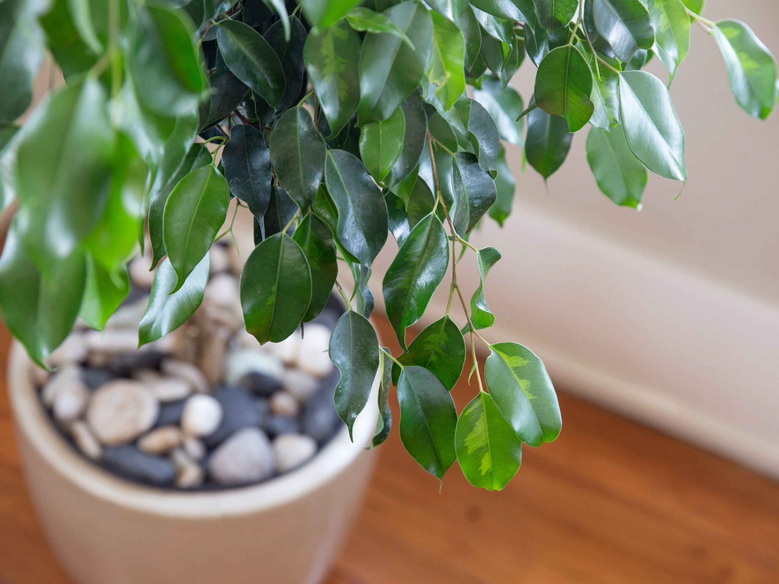 Pruning Ficus Tree