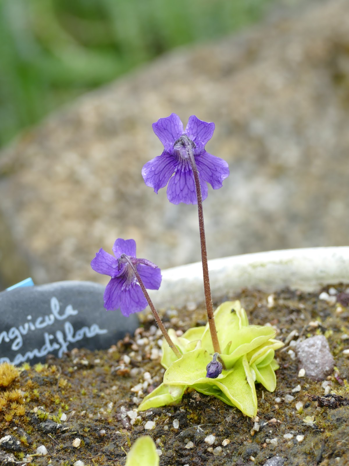 Carnivorous Plants Care & Types