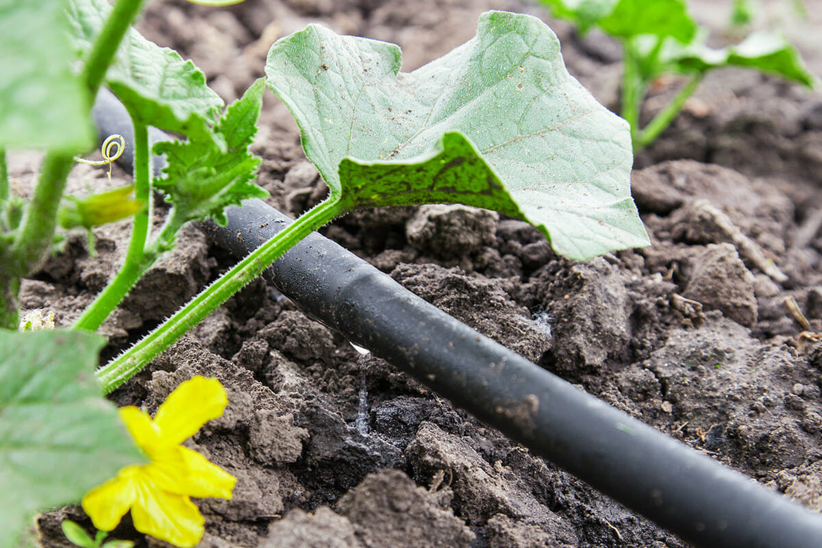 DIY Irrigation System for Home Garden