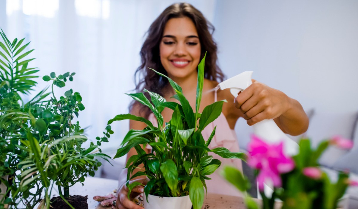Feng Shui Plants for Home