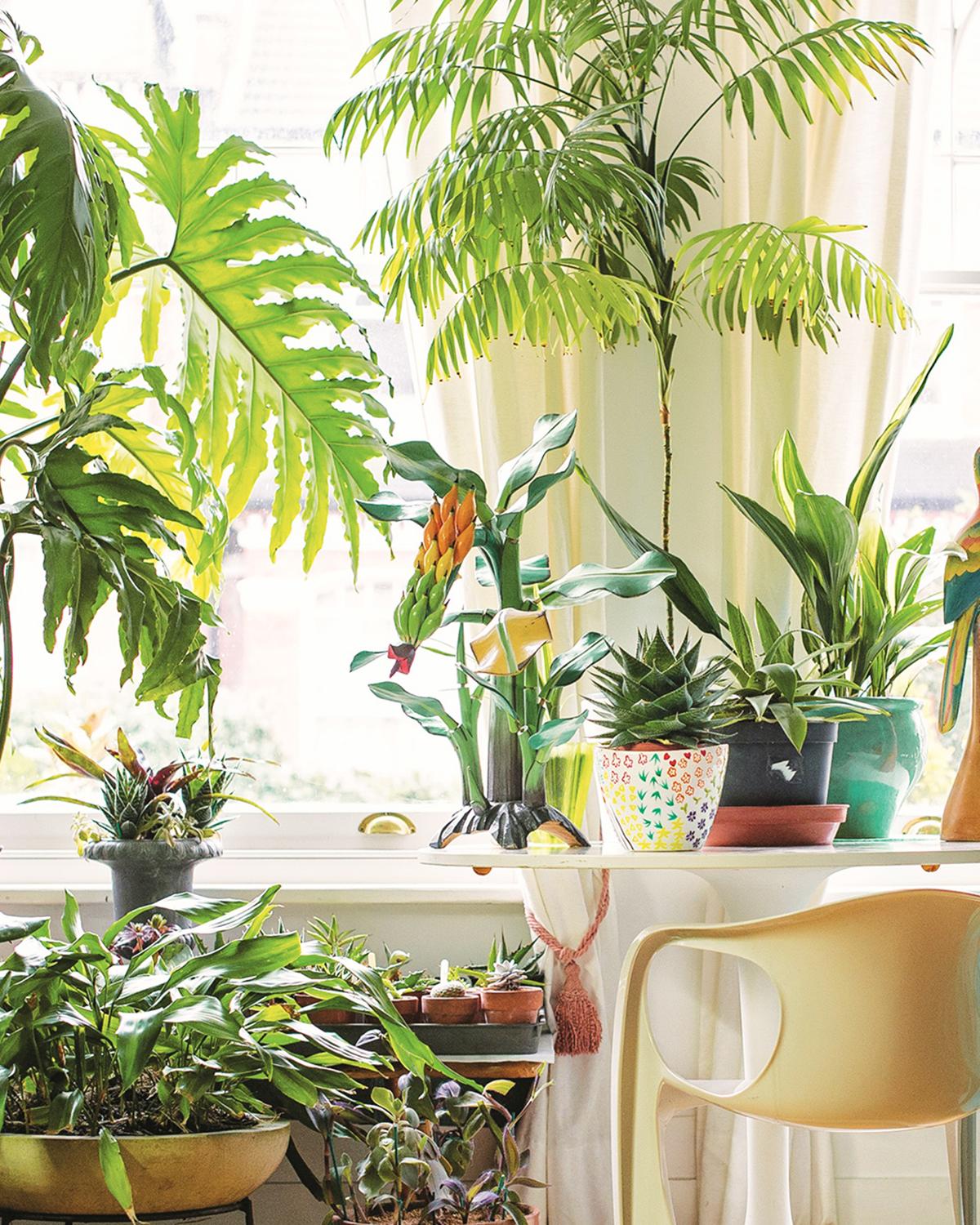 Feng Shui Plants for Home