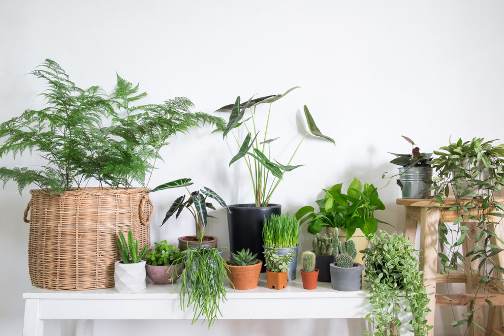 How to Care for Indoor Plants