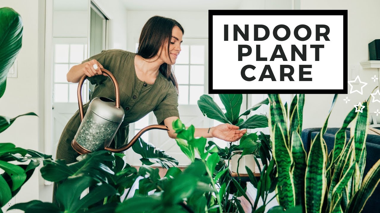 Indoor Plant Care