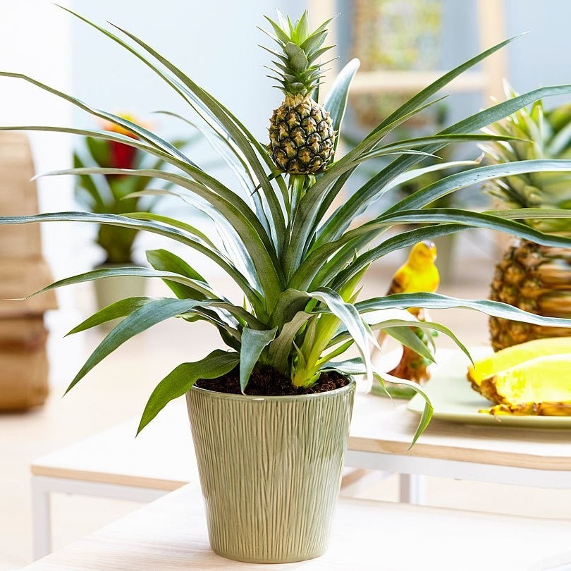 How to Grow Pineapples at Home