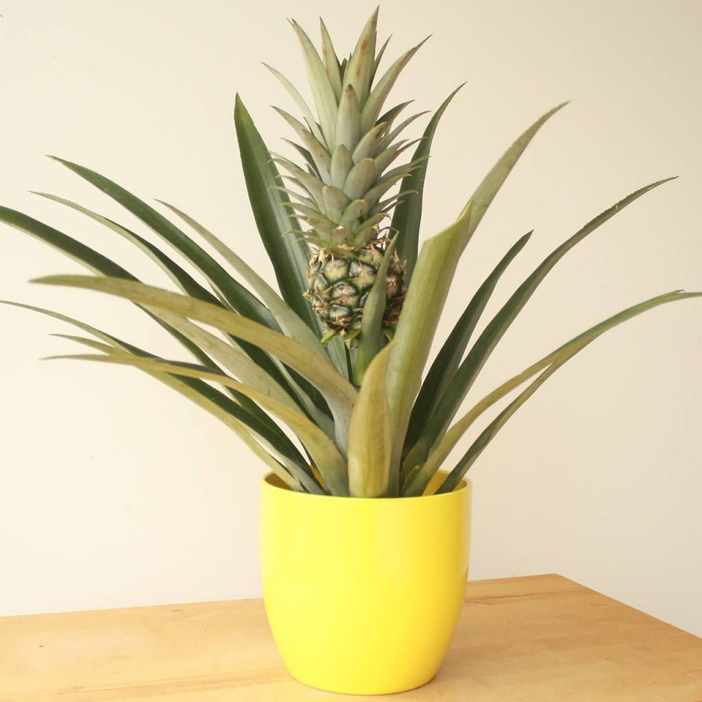 How to Care for a Pineapple Plant