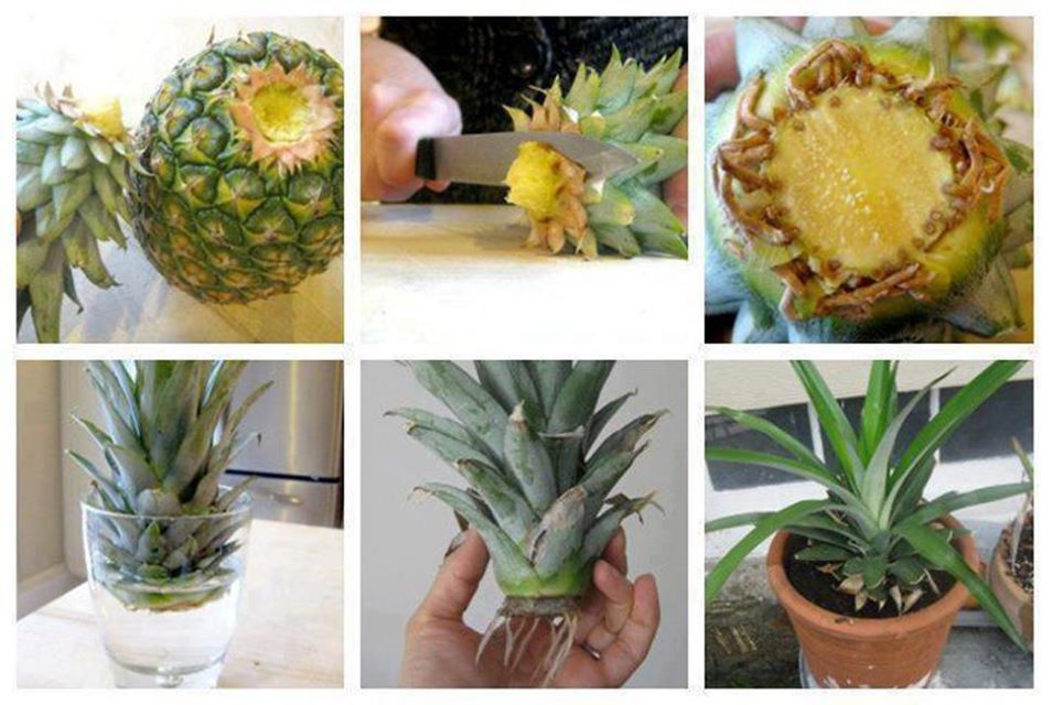 How to Grow Pineapples at Home