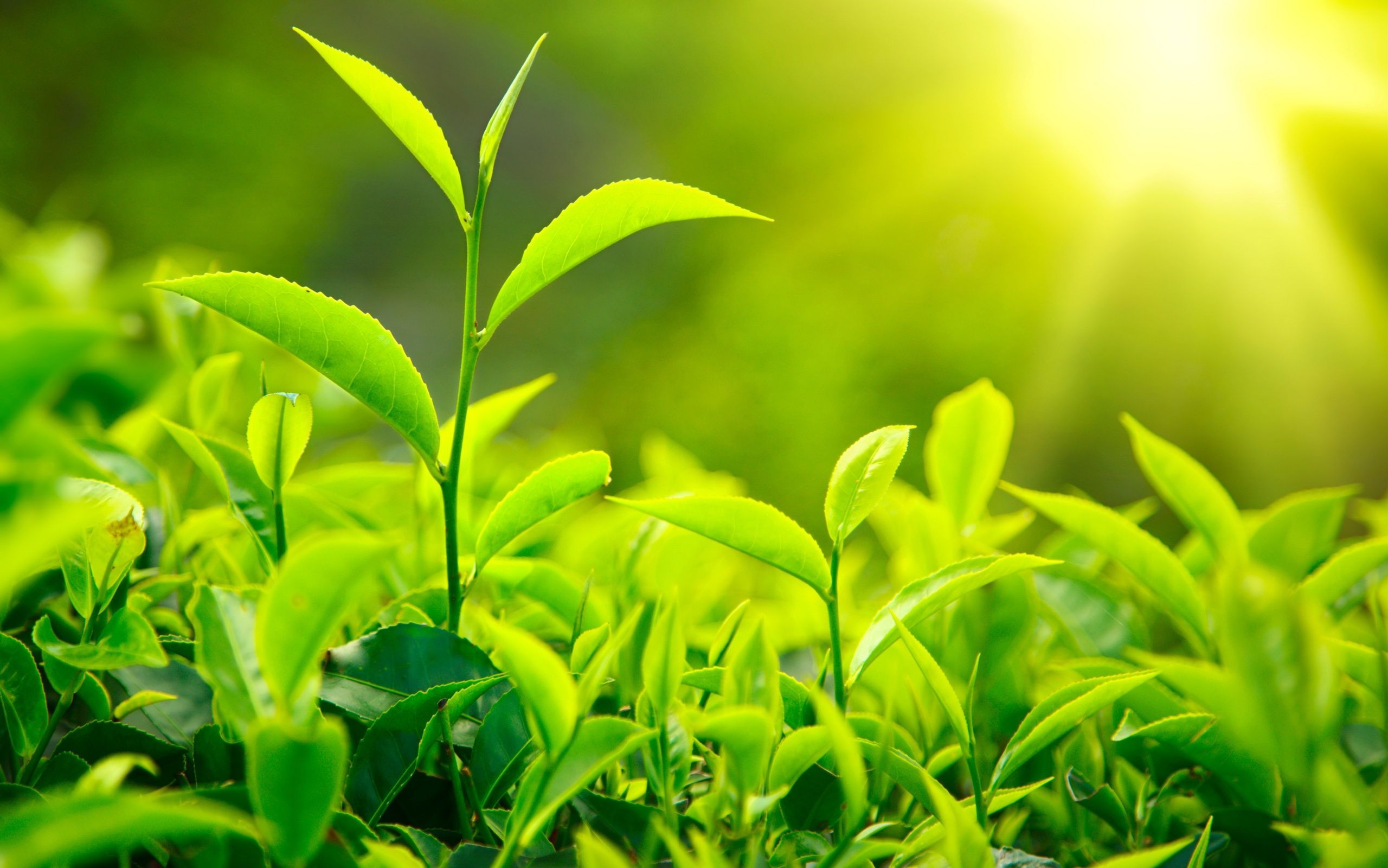 How to Grow Your Own Tea Garden