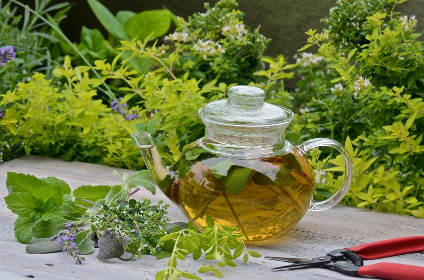 How to Grow Your Own Tea Garden