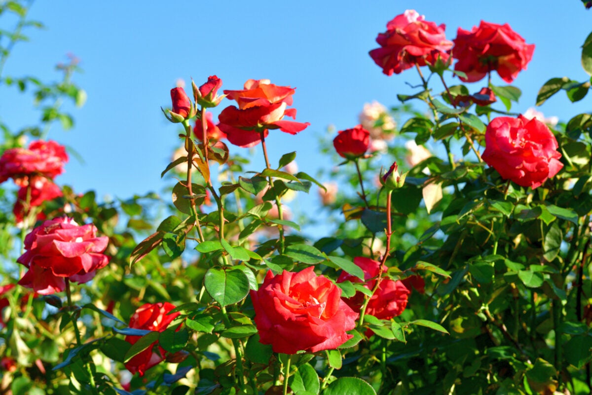 Rose Bush Planting Step by Step