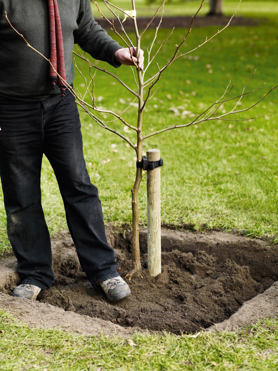 Planting a Tree in the Garden