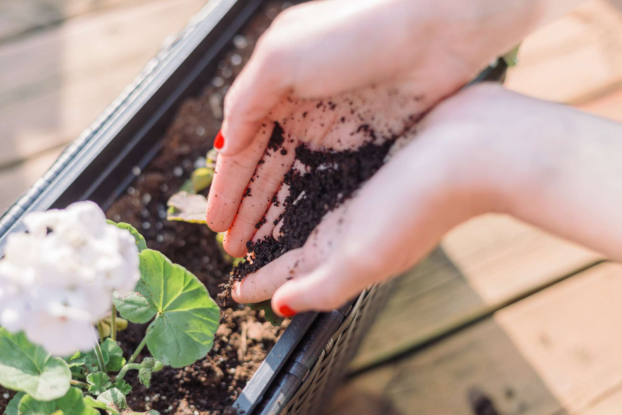 How to Use Coffee Grounds in Your Garden